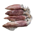 鱿鱼大管 SQUID TUBE