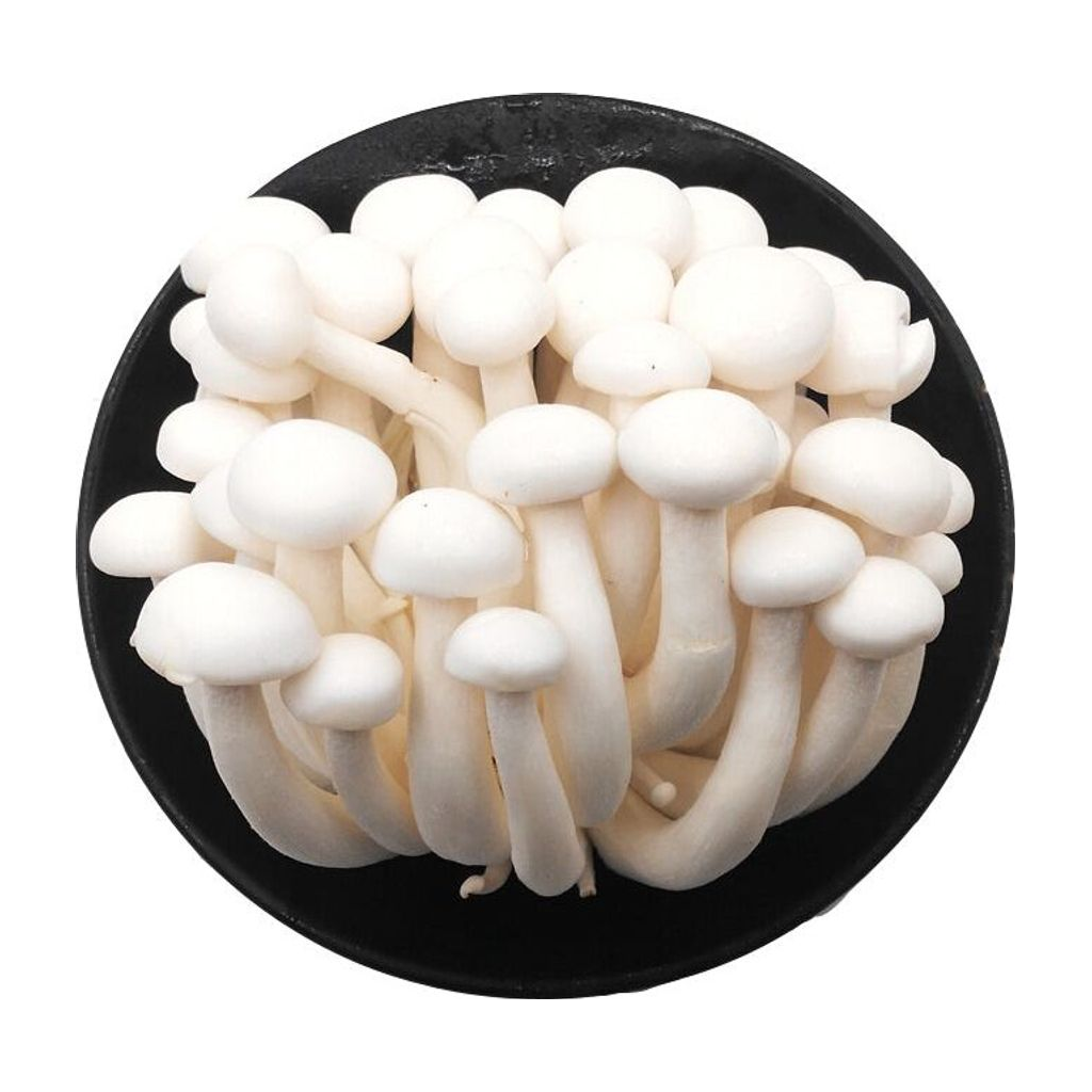 进口白玉菇 WHITE SHIMEJI MUSHROOM