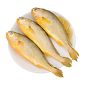 野生黄花鱼 YELLOW CROAKER