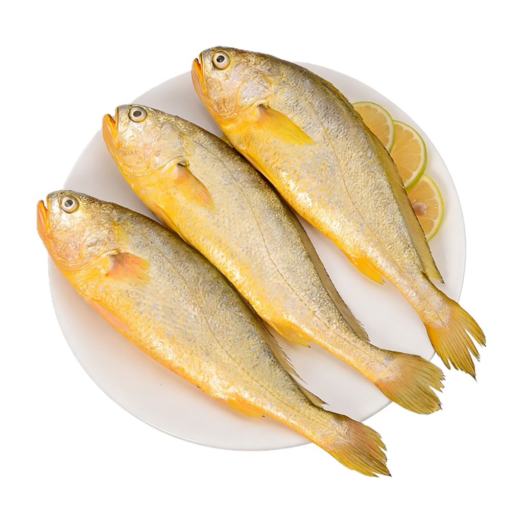 野生黄花鱼 YELLOW CROAKER